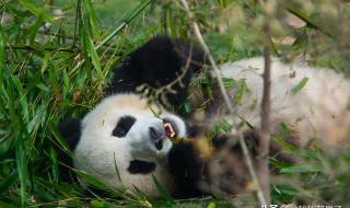 10个颠覆认知的大熊猫冷知识 关于熊猫的知识